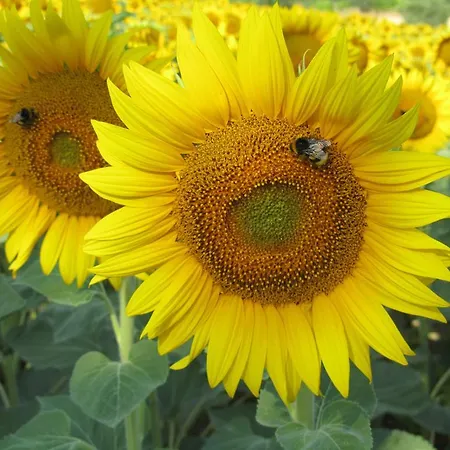 La Vecchia Fonte Castelbellino