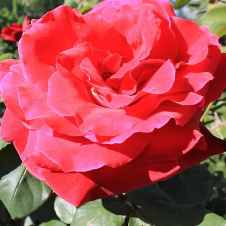 カントリーハウス La Vecchia Fonte